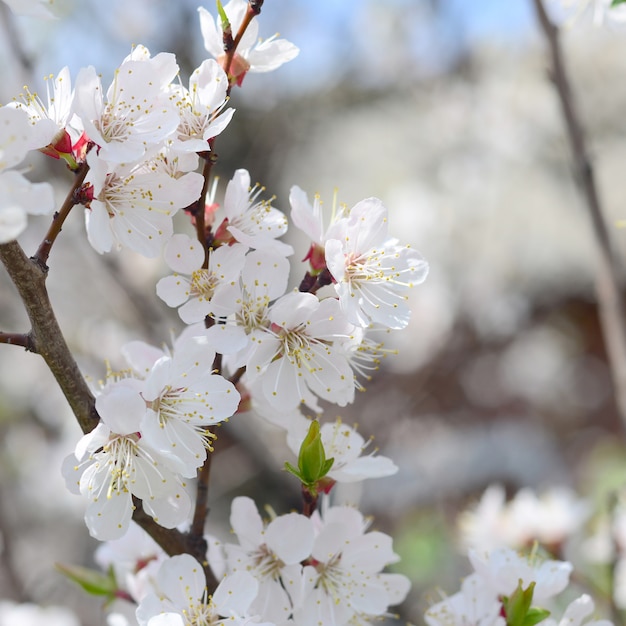 Pink Apple Tree Blossoms with white flowers