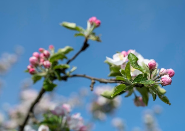 Pink apple tree flowers at the branch in spring