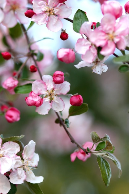 Pink apple tree flowers