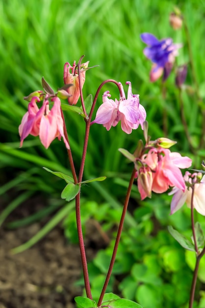 pink aquilegia flower growing in flower garden. cultivation of garden flowers concept