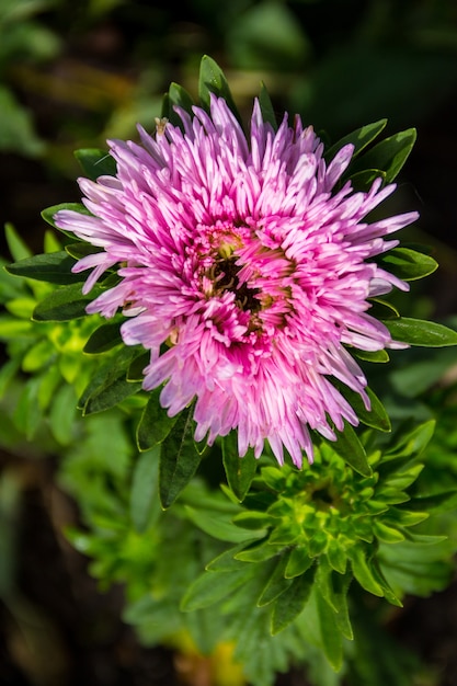 Pink aster flower on flowerbed in garden