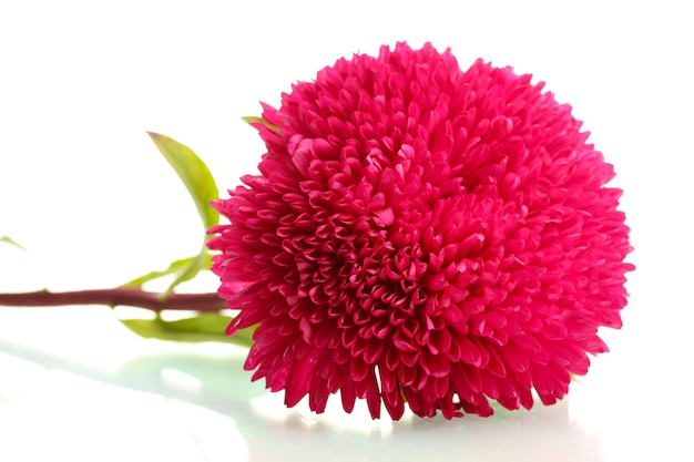 Pink aster flower isolated on white