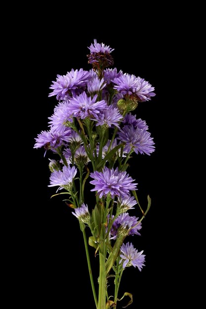 Photo pink aster flowers isolated on black background close up studio shot