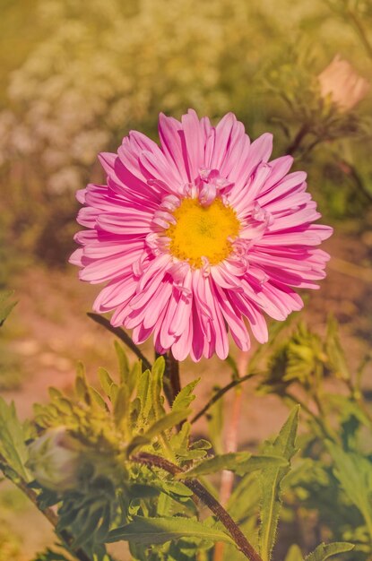 Pink aster growing in the flowerbed Large gentle pink aster on a green background Background with pink asters Aster in the summer garden