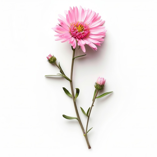 Pink Aster Isolated on White Background Beautiful Aster Flower