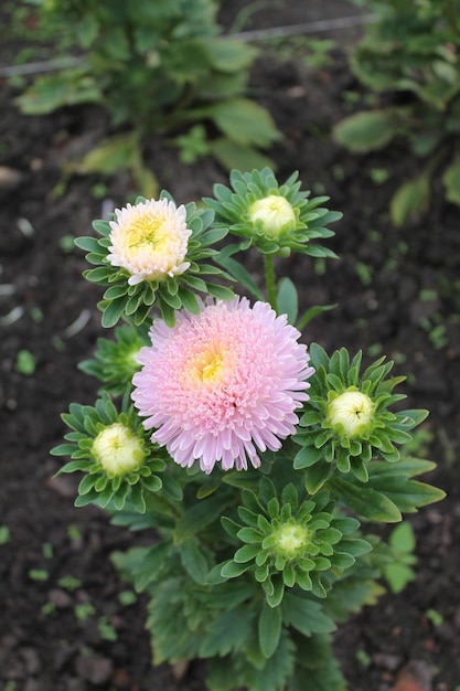 Pink aster surrounded by white buds Pink aster on an isolated background