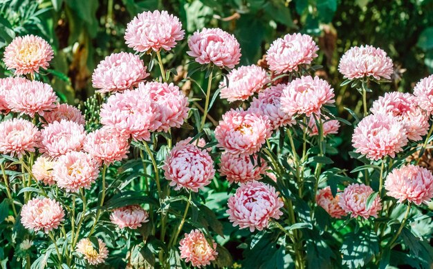 Pink asters flowers