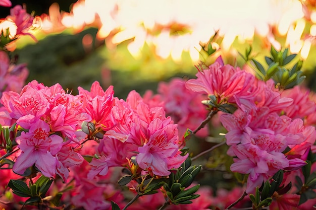 A pink azalea bush with a pink flower in the background