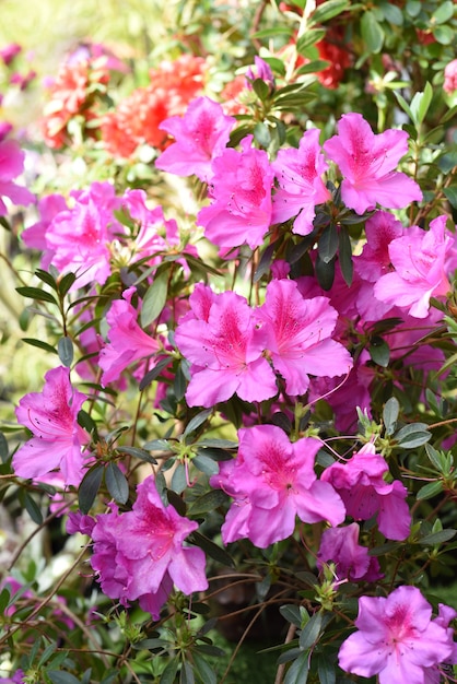 Pink azalea flowers