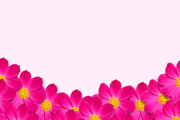 Pink background and pink flowers with yellow stamens