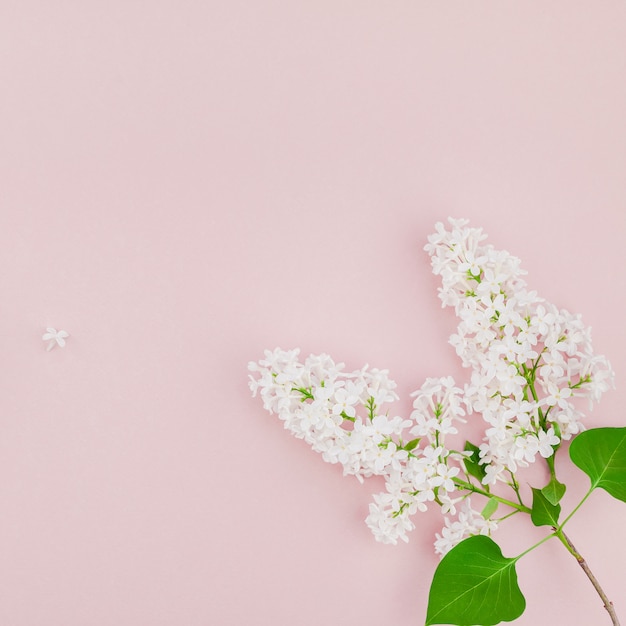 Pink background with white lilac flowers