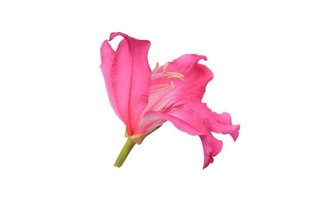 Pink Bauhinia Chongkho pink flowers isolated on white background Image with Clipping path