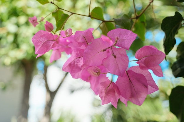 Pink beautiful flowers on a bush, background, beauty, nature.