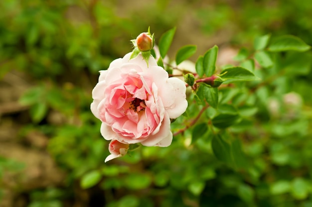 Pink  beautiful  rose growing in the garden