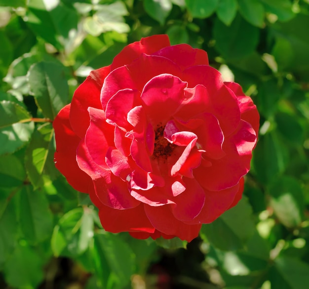 Pink beautiful  rose growing in the garden