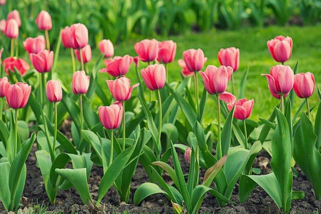 Pink beautiful tulips