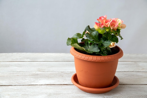 Pink begonia elatior in a pot House plants hobby