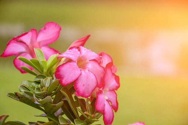 Pink bignonia flowers or Adenium flower