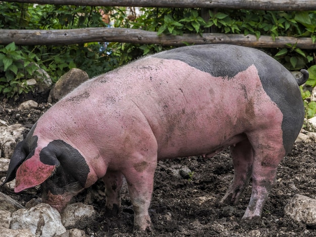 Pink and black pig close up