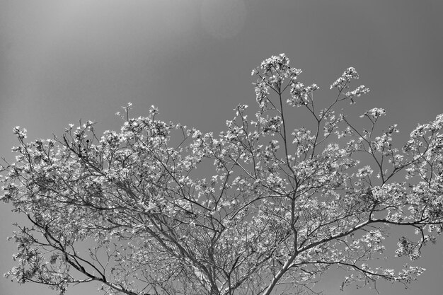 Pink bloom of sakura tree on sunny blue sky