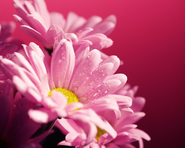 Pink blooming chrysanthemum flowers with a blurred background close up