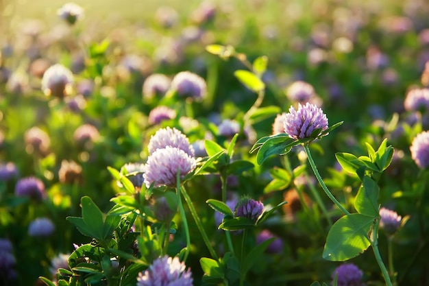 Pink blooming clover in a Summer sunny meadow.