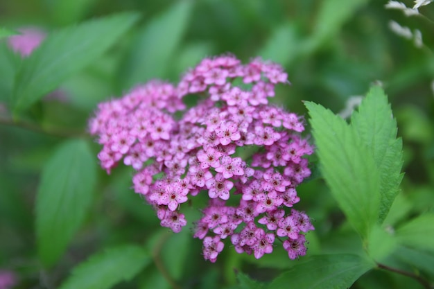 Pink blooming common yarrow on a blurred green background Closeup image of the beautiful summer flowering Pink blossoming yarrow