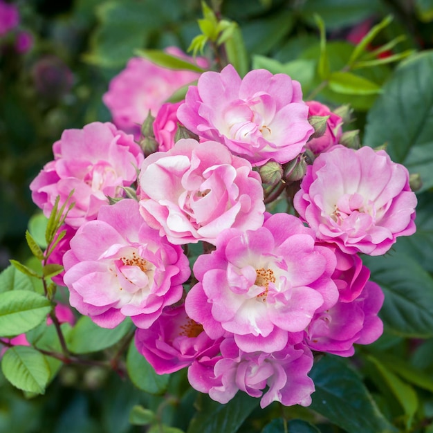 Pink blooming roses bush close up