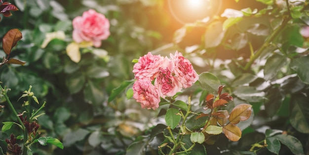 Pink blooming roses in the garden rays of the bright sun