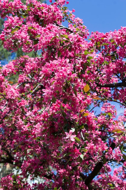 Pink blooming sakura against the blue sky. Close-up. Spring or summer flowers concept.