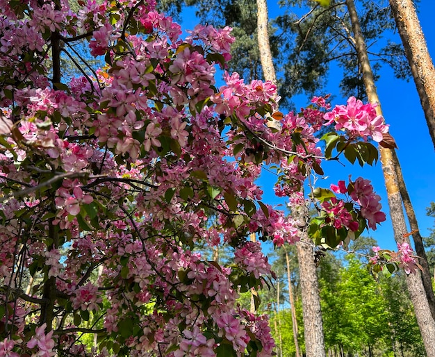 Pink blooming sakura against the blue sky in a park Closeup