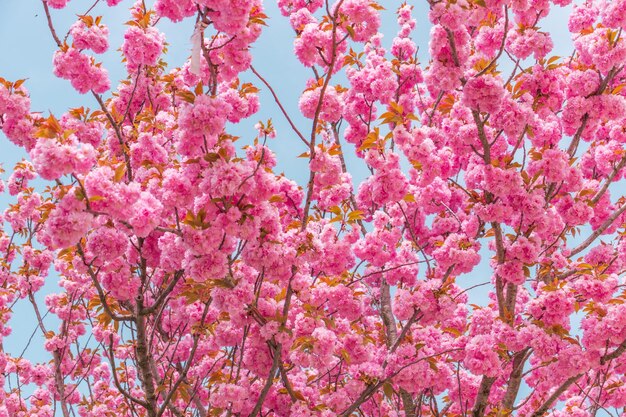 Pink blooming Sakura tree branch