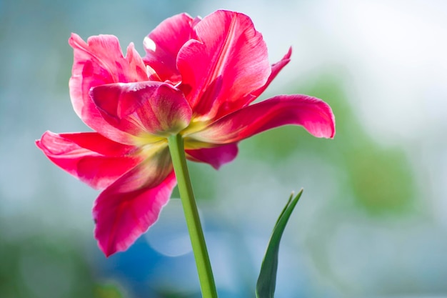 Pink blooming tulip in nature