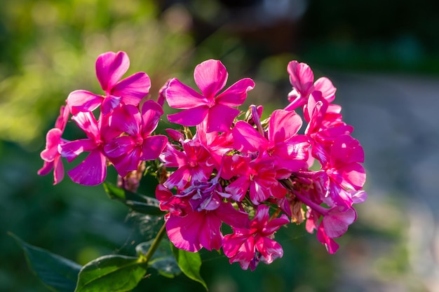 Pink blossom garden phlox macro photography on a summer sunny day