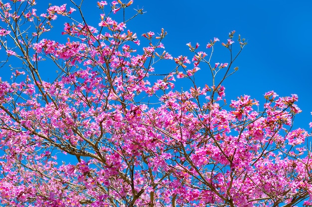 Pink blossom of sakura tree on sunny blue sky in spring.