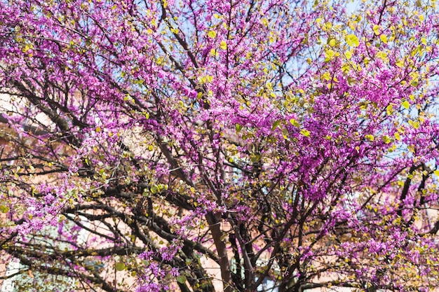 Pink blossoming of cercis siliquastrum in Verona