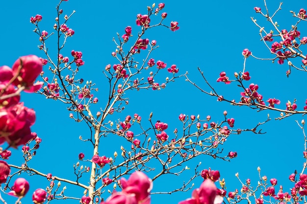 Pink blossoming magnolia flower on magnolia tree in springtime against blue sky