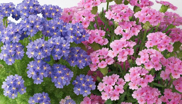 Pink and blue flowers Verbena close up