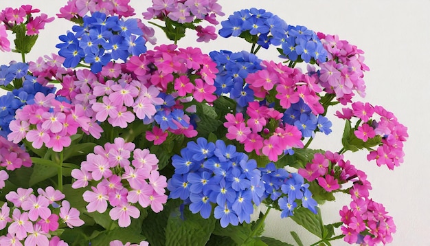 Pink and blue flowers Verbena close up