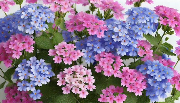 Pink and blue flowers Verbena close up