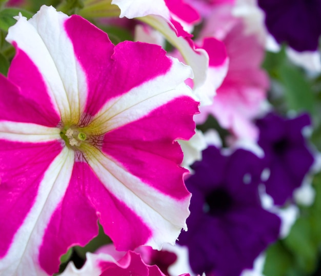 Pink and blue petunia blooms