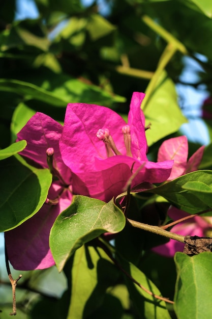 A pink bougainvillea flower is seen on a tree in florida.