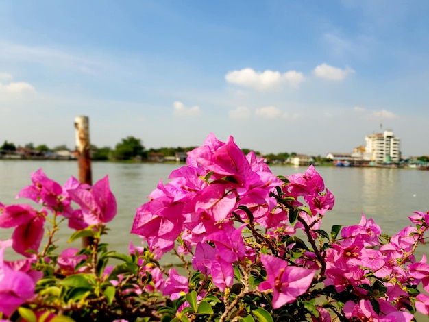 Pink bougainvillea flowers, beside the river. 