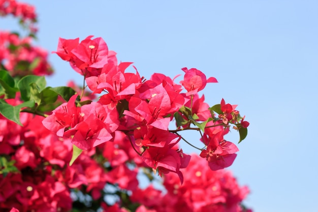 Pink Bougainvillea glabra Choisy flower with leaves Beautiful Paper Flower vintage in the garden