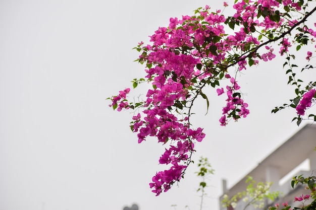 Photo a pink bougainvillea with a building in the background