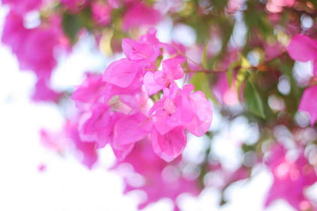 Pink bougainvilleas