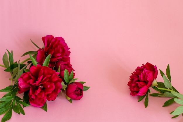 Pink bouquet of peonies on pink