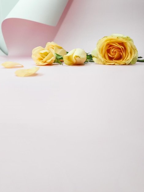 A pink box with yellow roses on it sits on a pink background.