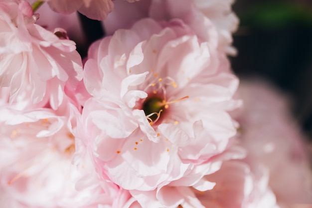 Pink bud of almond closeup