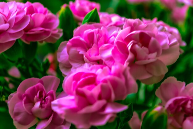 Pink bush carnation beautiful bright bouquet